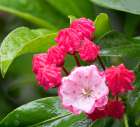 USA-Washington State Mountain Laurel Art Print